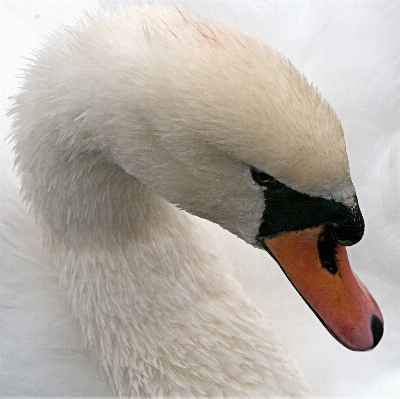 Foto Acqua uccello ala bianco