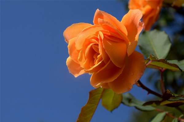 Nature blossom plant sky Photo