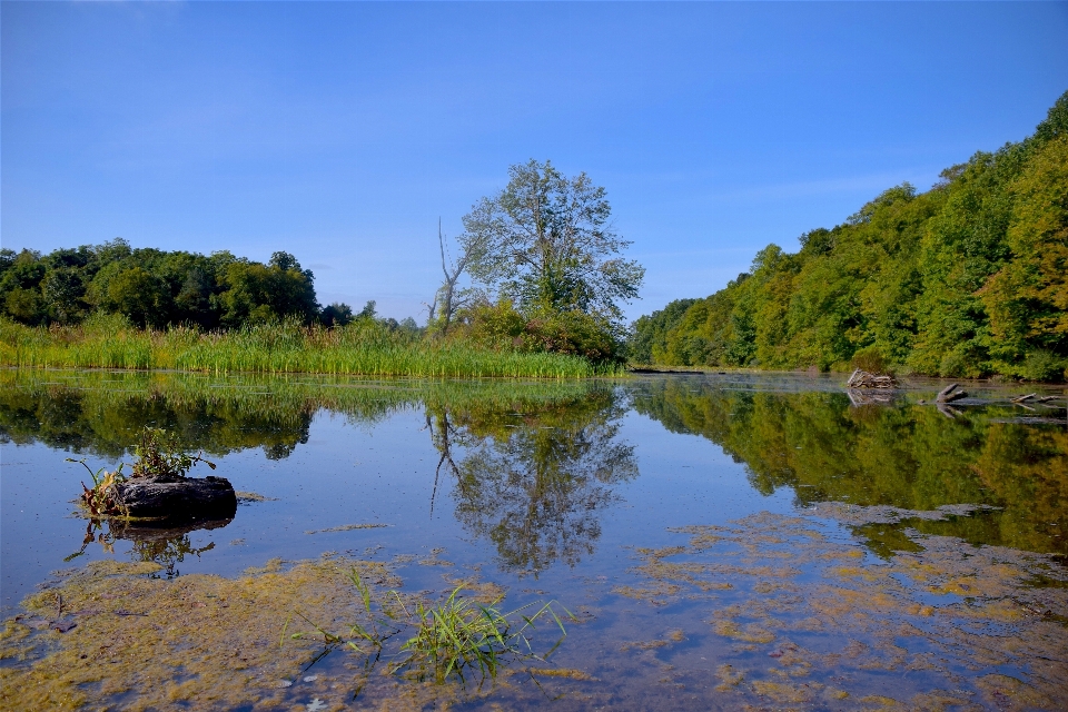 Landscape tree water nature