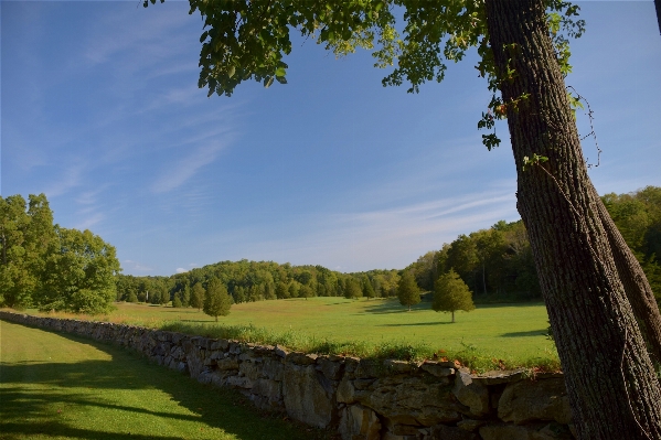 Landscape tree nature grass Photo