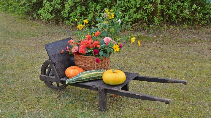 Foto Prato fiore decorazione cibo