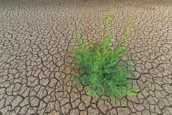 Nature plant field texture Photo