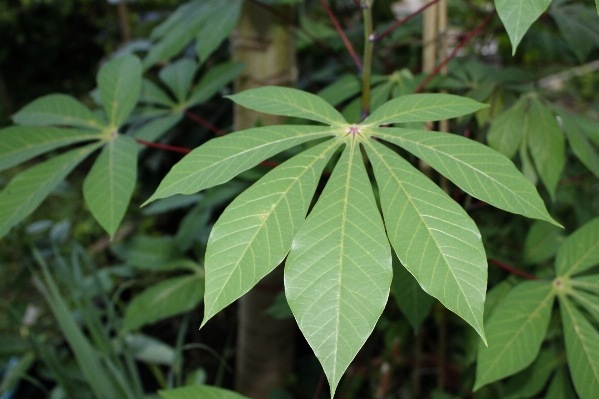 Tree plant leaf flower Photo