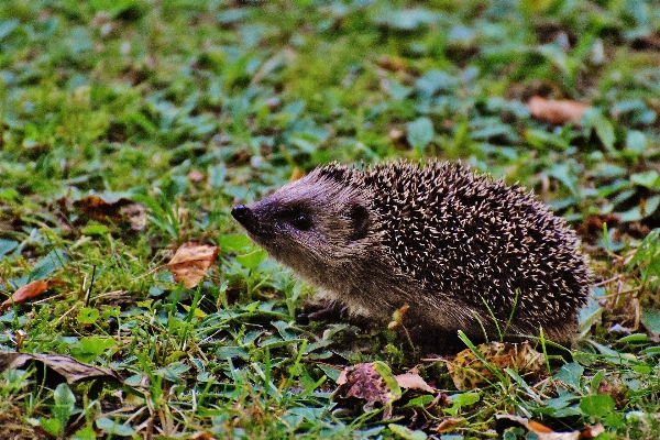 Nature prickly animal cute Photo