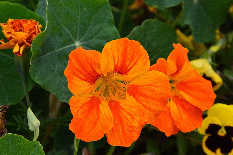 Nature usine fleur rouge