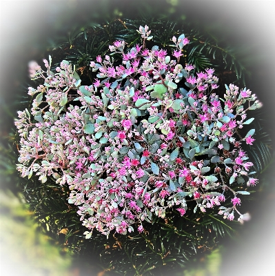 Branch blossom plant flower Photo