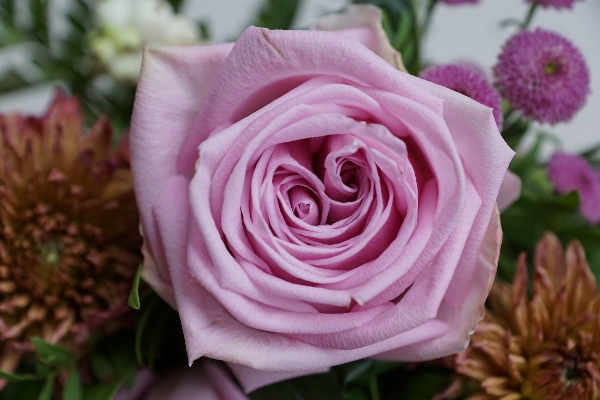 Plant flower purple petal Photo