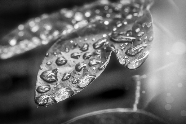 水 自然 落とす 露 写真