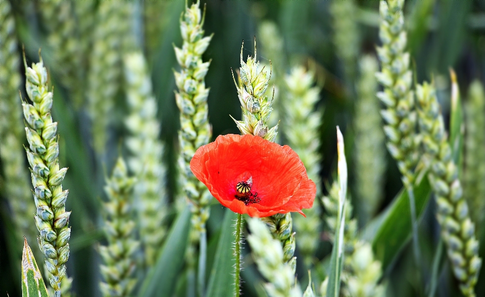 Nature grass blossom plant