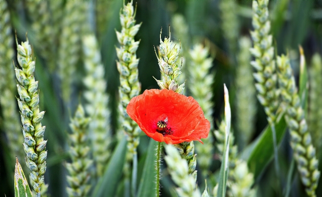 Nature grass blossom plant Photo