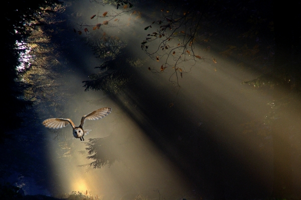 Foto Alam hutan burung lampu