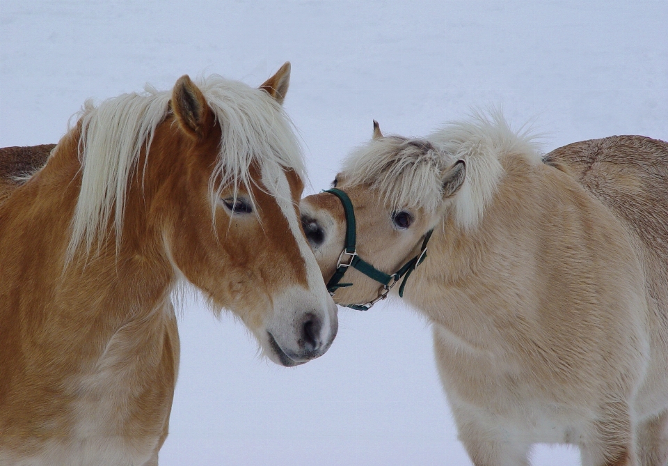 Neve animal retrato cavalo