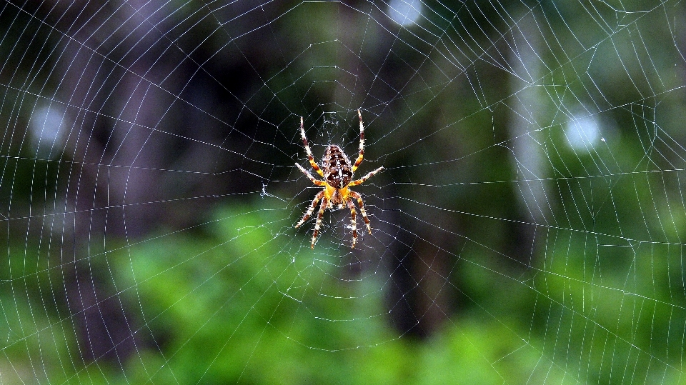 Alam satwa fauna bahan