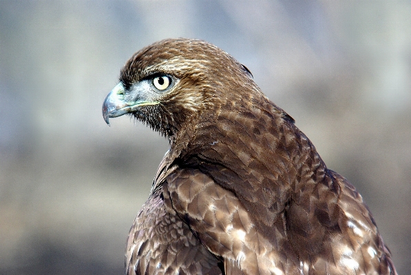 自然 鳥 羽 プロフィール 写真