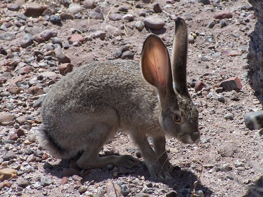 Foto Natura carino guardare animali selvatici