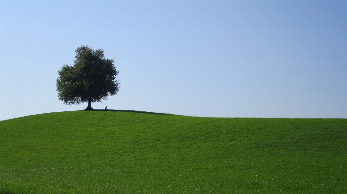 Manzara ağaç doğa çimen Fotoğraf