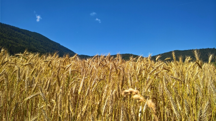 Landscape nature grass wilderness Photo