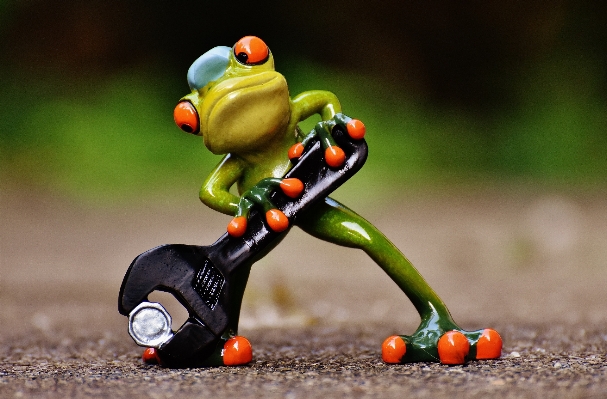 Cute repair green frog Photo