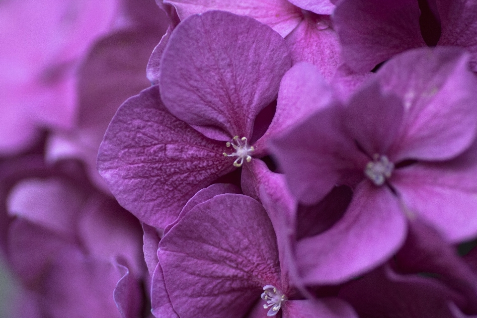 Natureza florescer plantar fotografia