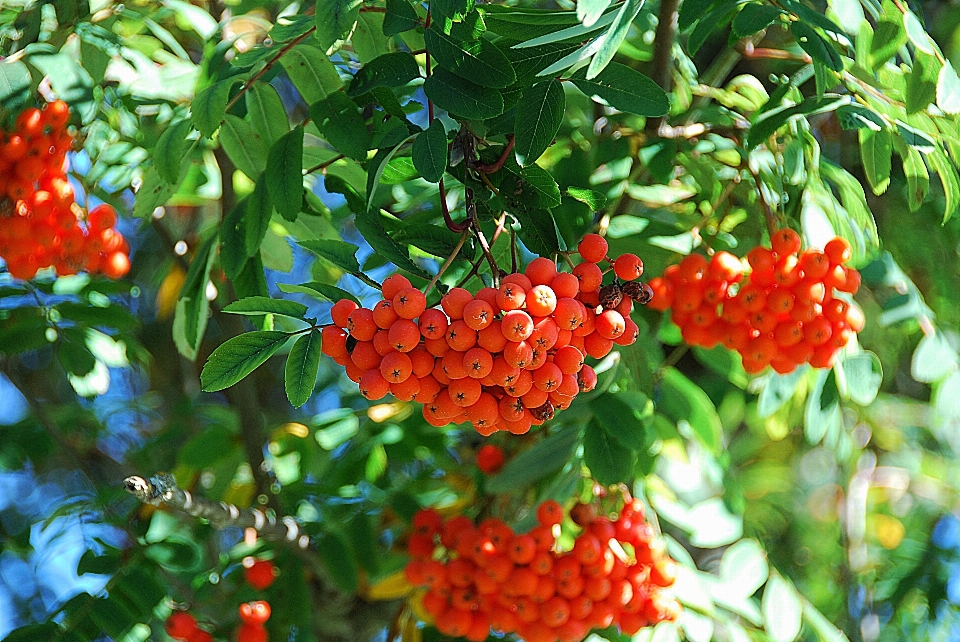 植物 水果 花 食物