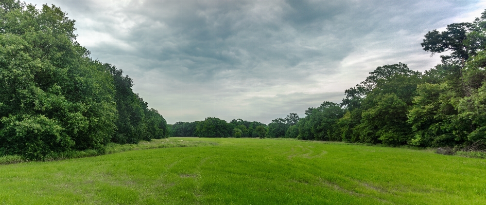 Landscape tree nature forest Photo