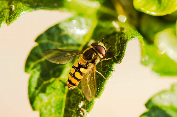 Foto Alam fotografi daun bunga