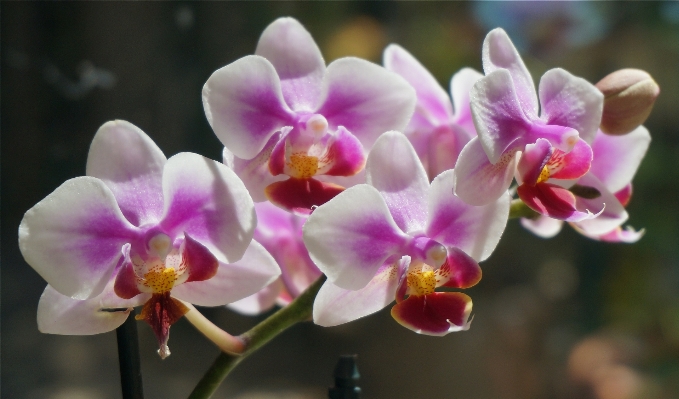 Nature blossom plant white Photo