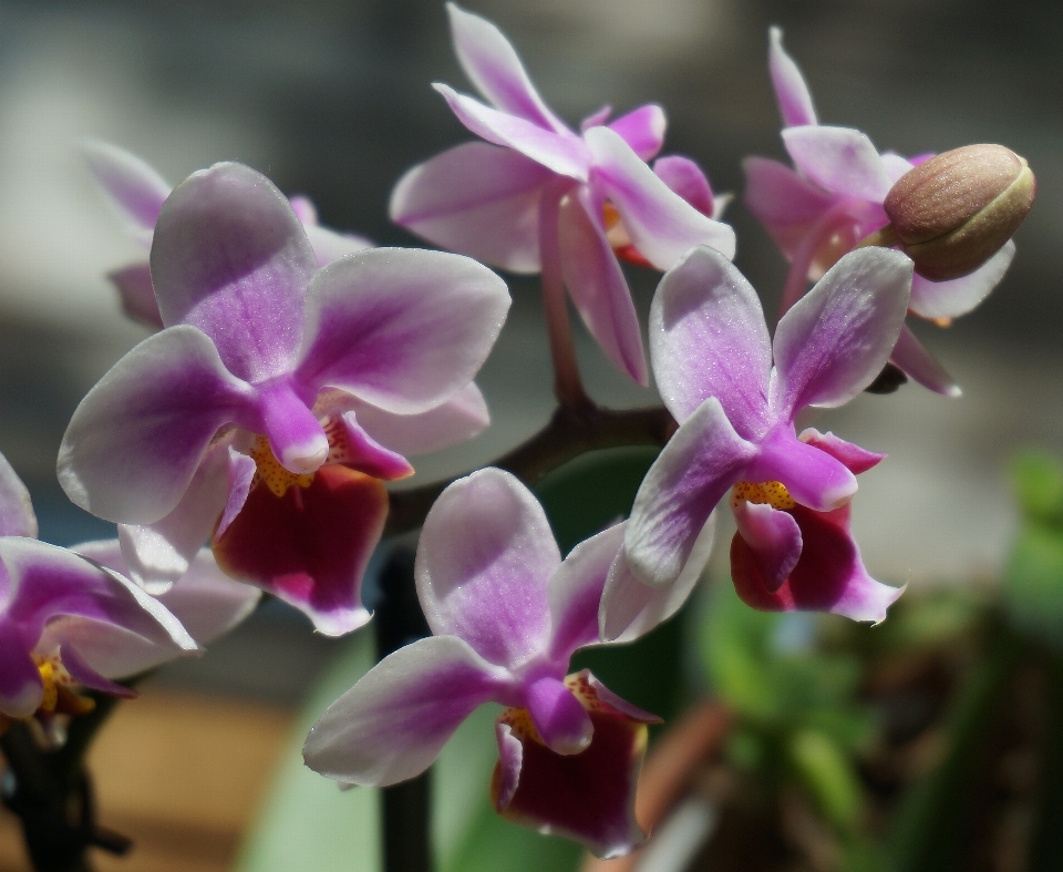 Natura fiore pianta bianco