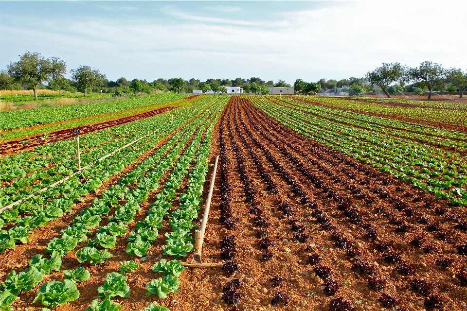 Champ cultiver fleur produire