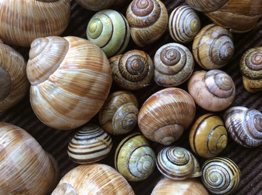 Natur holz spiral- essen Foto