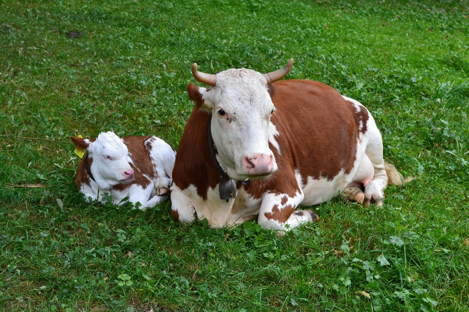 Erba campo azienda agricola prato
