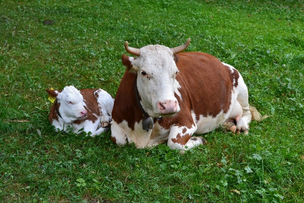 Grass field farm meadow Photo