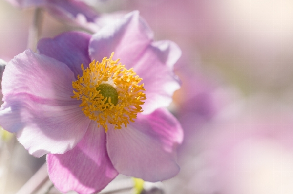 Nature blossom plant photography Photo