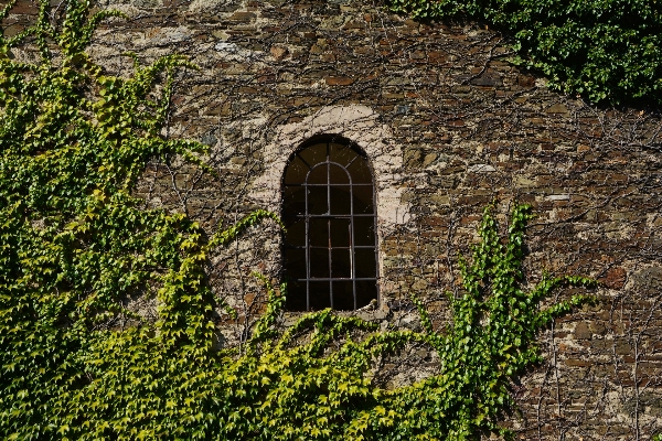 Rock structure vine window Photo