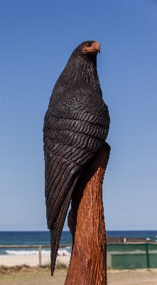 ビーチ 海 鳥 羽 写真