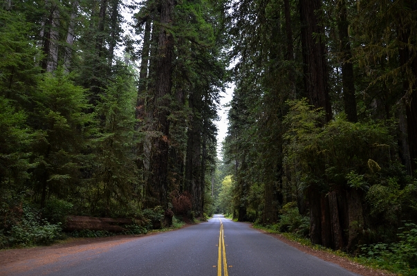 Tree nature forest wilderness Photo