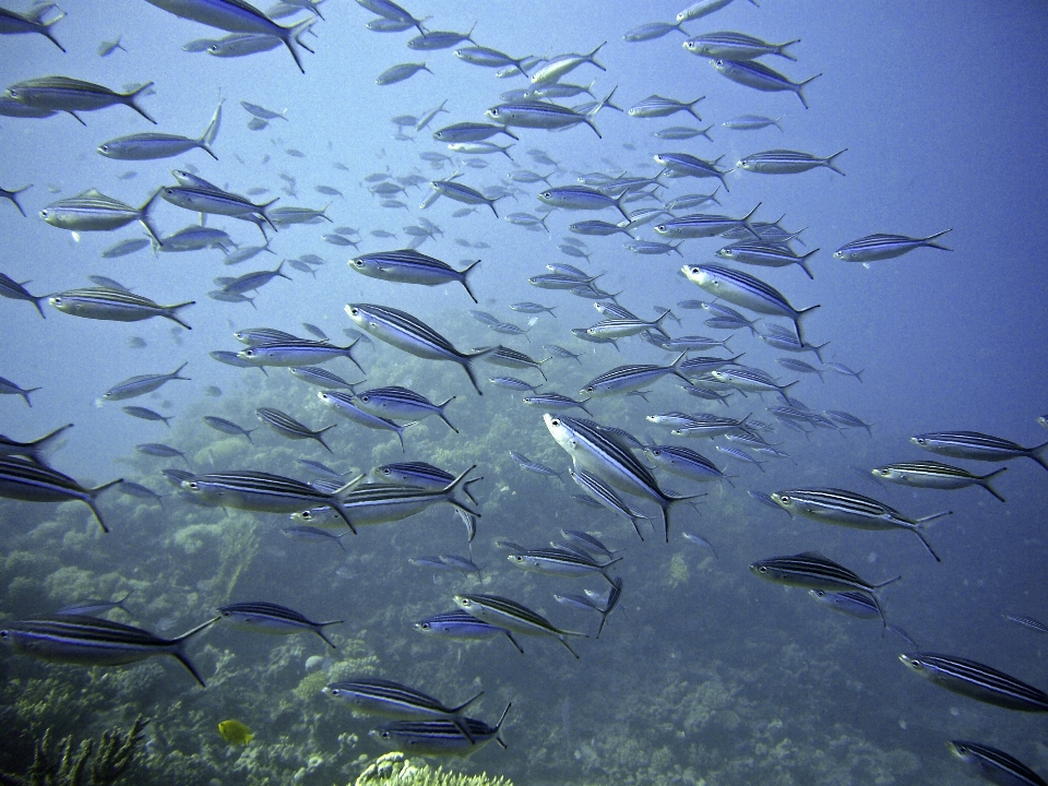 Mar océano buceo submarino