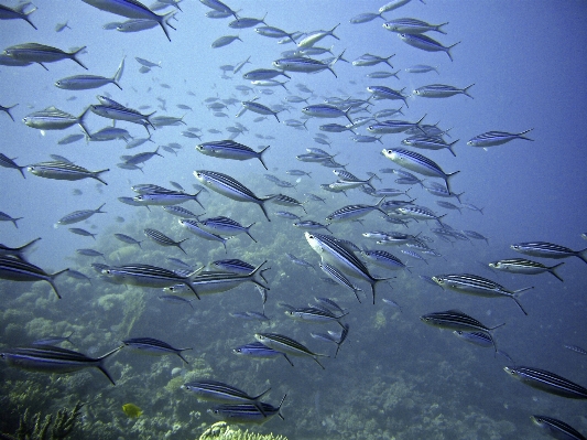 Sea ocean diving underwater Photo