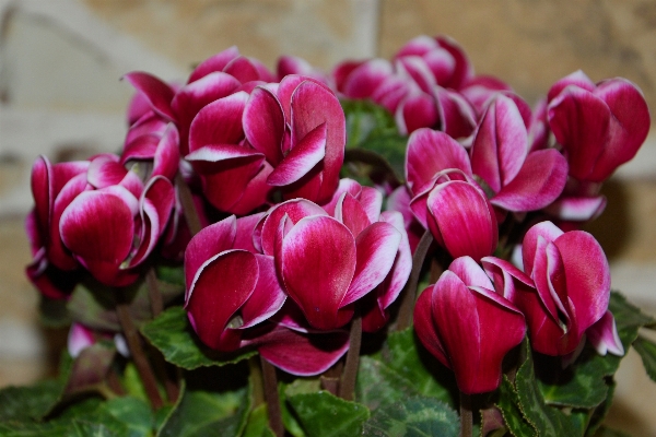 Blossom plant flower petal Photo