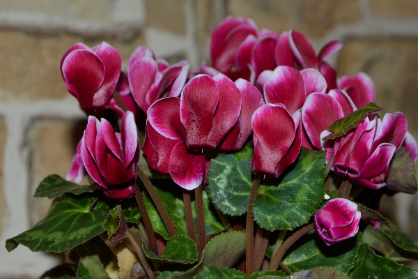 Plant flower petal botany Photo