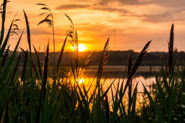 Sea nature grass horizon Photo