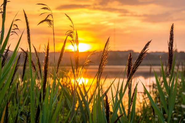 Landscape nature grass horizon Photo