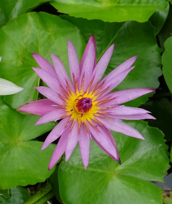 Water nature blossom plant Photo