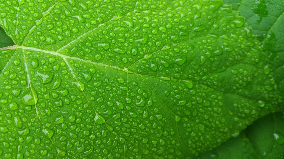 Nature herbe gouttelette goutte