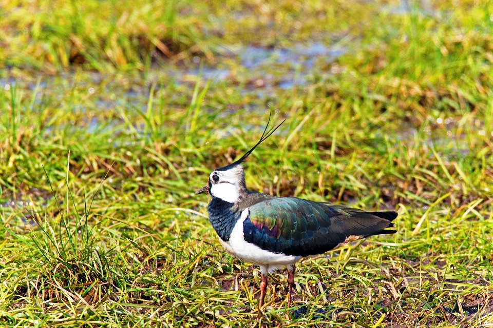 Natura trawa ptak łąka
