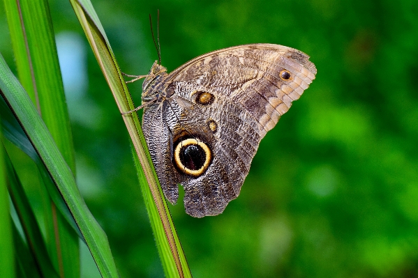 Nature grass wing photography Photo