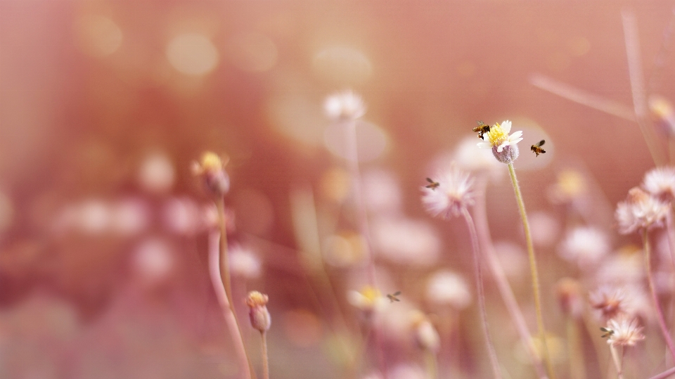 Nature outdoor blossom droplet