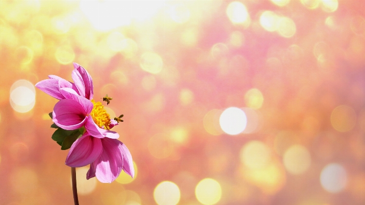 Nature outdoor blossom droplet Photo