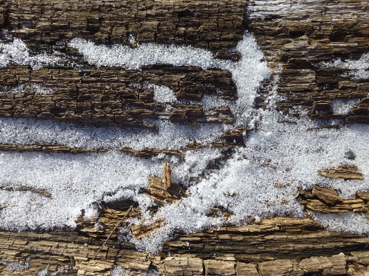 Tree water rock snow Photo