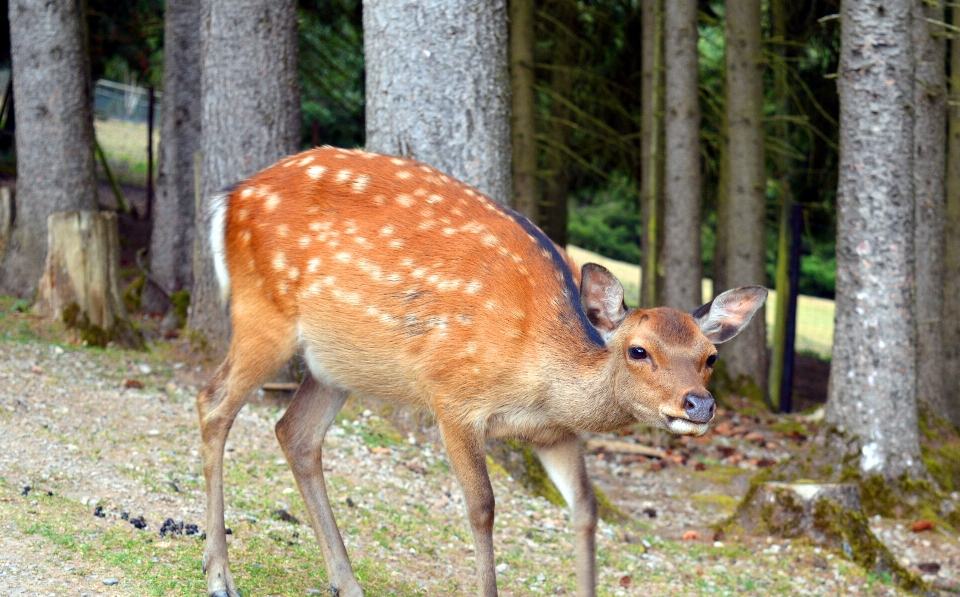 Natur wald weiblich tierwelt